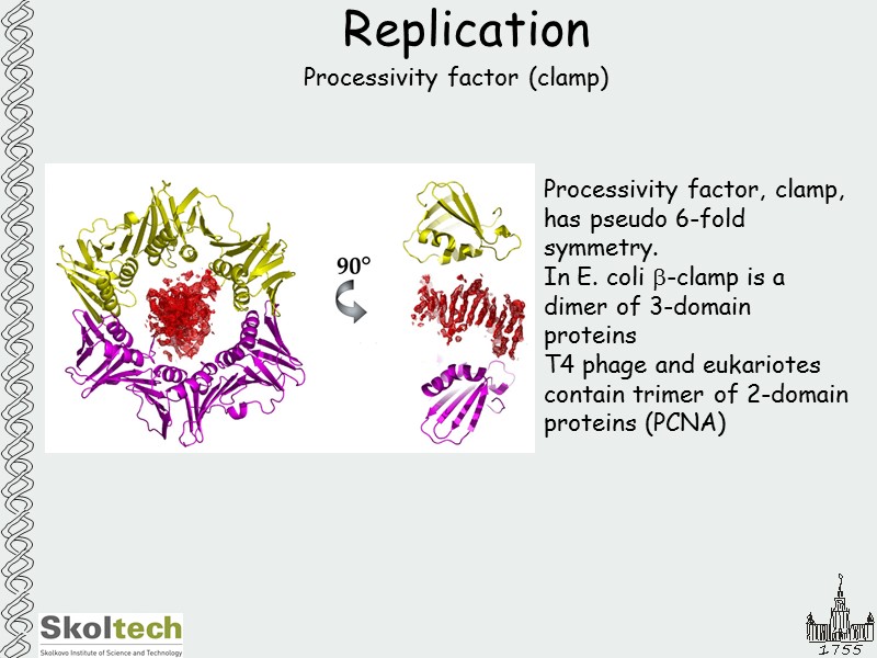 Replication Processivity factor (clamp) Processivity factor, clamp, has pseudo 6-fold symmetry. In E. coli